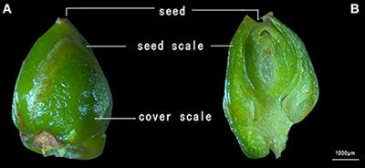 Novel Insights into the Influence of Seed Sarcotesta Photosynthesis on Accumulation of Seed Dry Matter and Oil Content in <mark class="highlighted">Torreya grandis</mark> cv. “Merrillii”